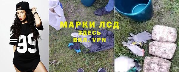 прущие грибы Гусиноозёрск