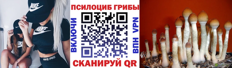 Галлюциногенные грибы Psilocybe  где продают   Болохово 